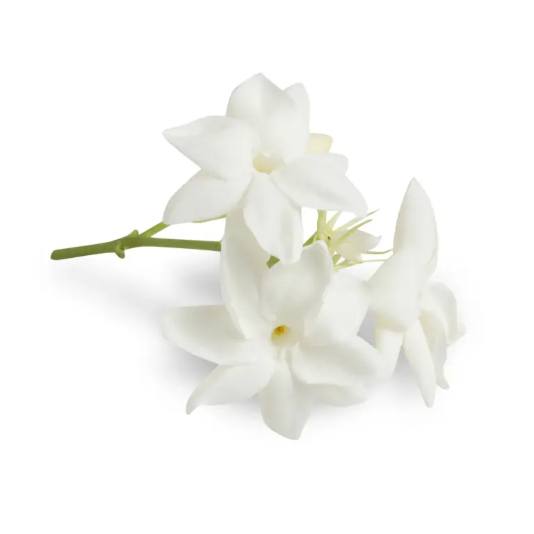 Jasmine.jpg-768x768