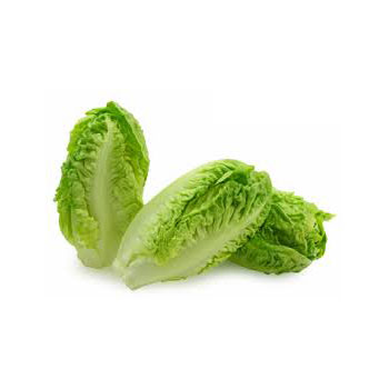 Lettuce