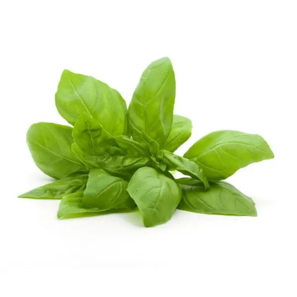 basil-600x600