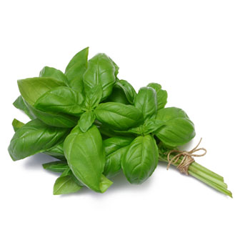 basil1