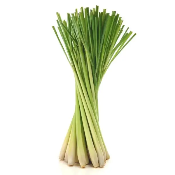 lemongrass-600x600