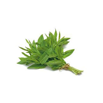 mint1