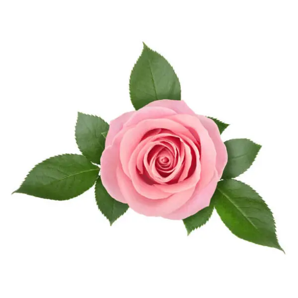 rose-flower-600x600