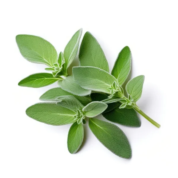 sage-600x600