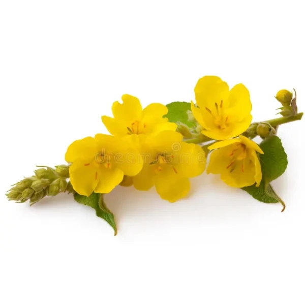 verbascum-600x600